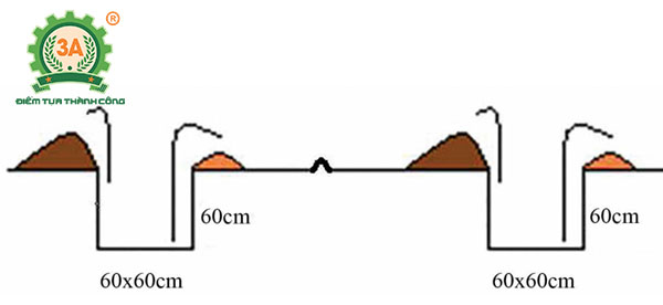 Kỹ thuật trồng tiêu (15)