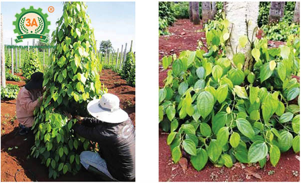 Kỹ thuật trồng tiêu (17)