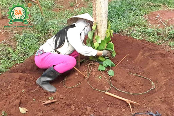 Kỹ thuật trồng tiêu (18)