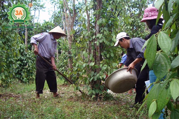 Kỹ thuật trồng tiêu (19)