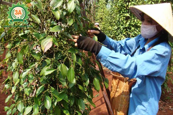 Kỹ thuật trồng tiêu (21)