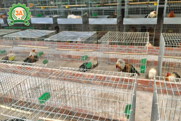 Làm chuồng nuôi gà tre (10)