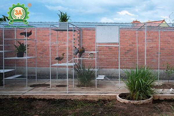 Làm chuồng nuôi gà tre (12)