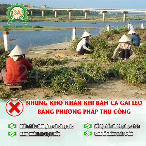 Những khó khăn khi băm cà gai leo bằng phương pháp thủ công