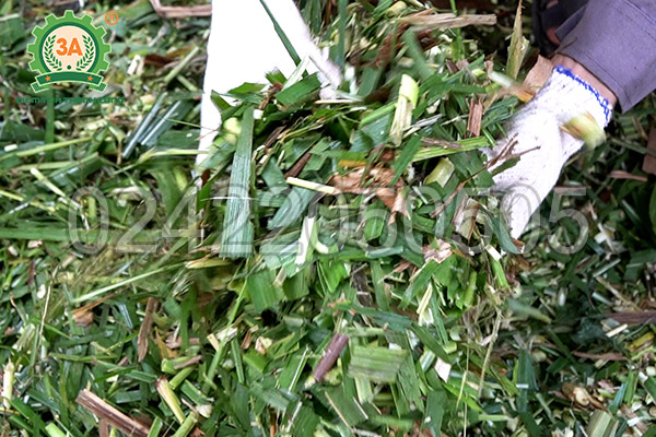 Máy băm cỏ, cây ngô 3A2,2kW có băng tải (05)