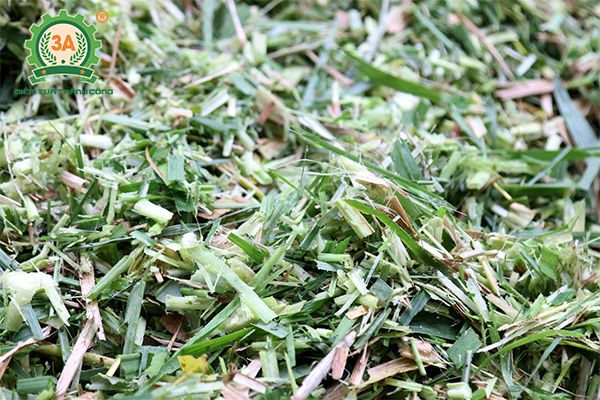 Máy băm đập dập cỏ 3A3Kw có băng tải (11)