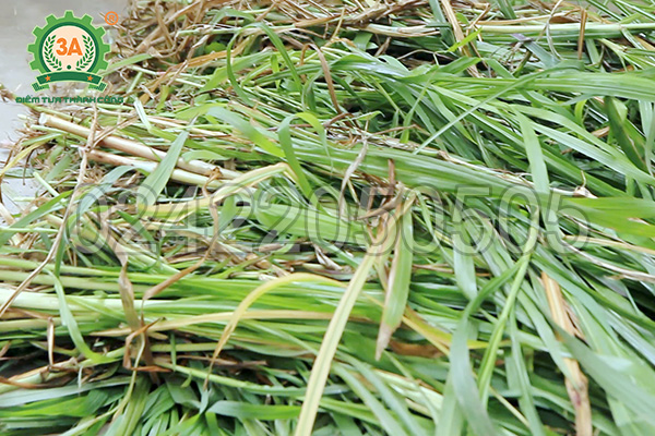 Nguyên liệu cỏ voi của máy băm thân cây ngô, cỏ voi 3A2,2Kw