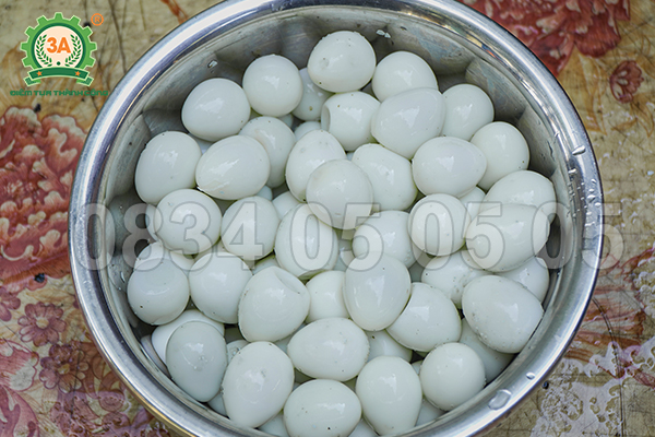 Máy bóc vỏ trứng cút, máy lột vỏ trứng