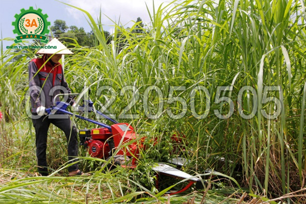 Máy cắt cỏ voi 3A5,5HP đem lại năng suất lớn