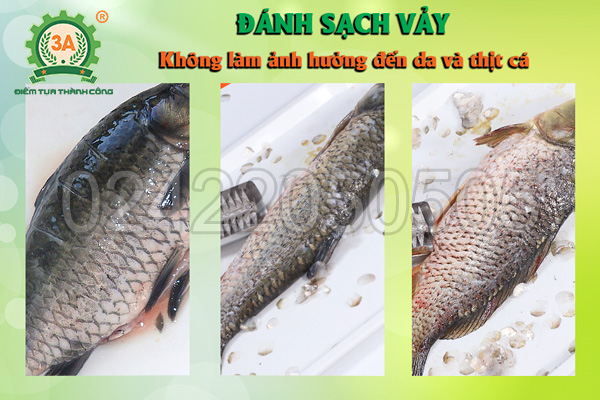 Máy đánh vảy cá 3A96W (04)