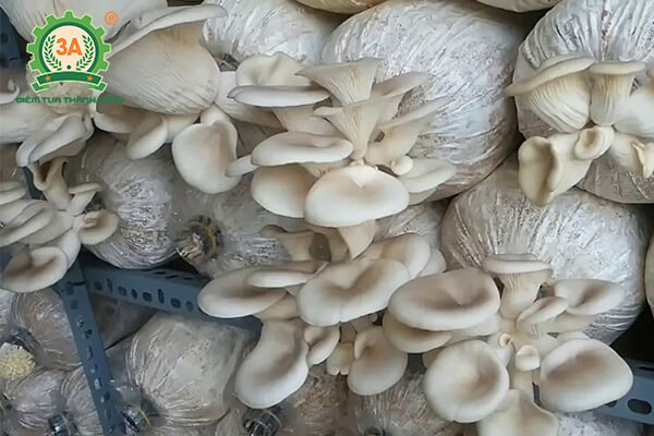 Máy đóng bịch nấm 3A2,2kW (05)