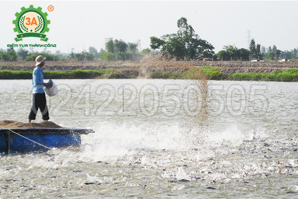 Máy ép cám viên nổi 3A15Kw (cấp liệu bán tự động)