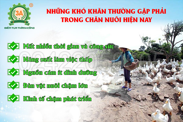 Những khó khăn thường gặp phải trong việc chuẩn bị thức ăn chăn nuôi của bà con: