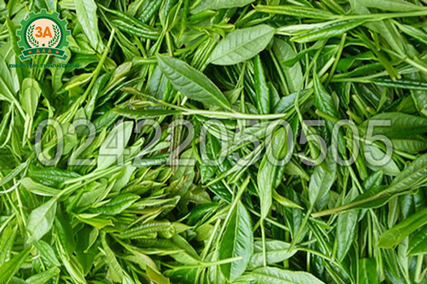 Chè được hái bằng máy hái chè 3A - gọn gàng, không bị dập nát