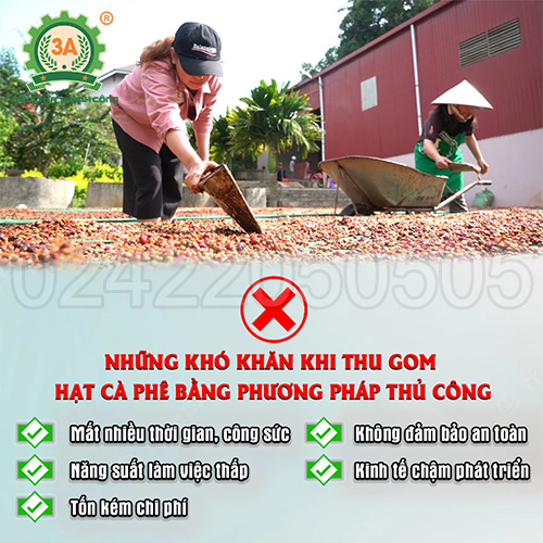 Những khó khăn thường gặp phải trong quá trình thu gom cà phê của bà con