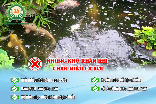 Những khó khăn khi chăn nuôi cá Koi