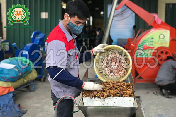 Kỹ thuật trồng nghệ vàng (13)