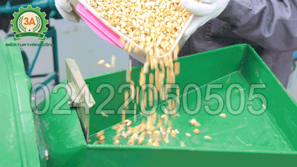 Đổ nguyên liệu vào phễu nạp của Máy nghiền cám, mùn cưa 3A7,5Kw