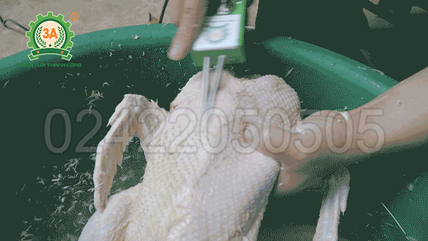 Máy nhổ lông măng vịt, ngan, gà 3A 