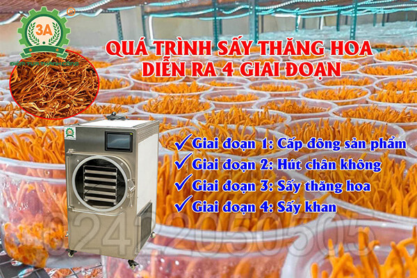 Máy sấy thăng hoa đông trùng hạ thảo 3A 5Kg/mẻ (05)