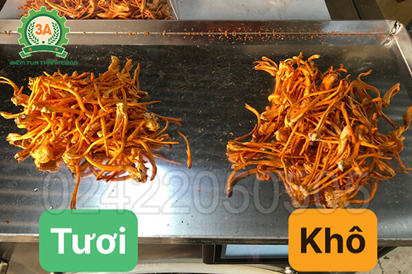 Máy sấy thăng hoa đông trùng hạ thảo 3A 5Kg/mẻ (08)