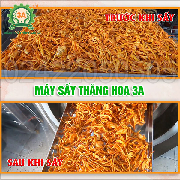 Máy sấy thăng hoa đông trùng hạ thảo 3A 5Kg/mẻ (09)