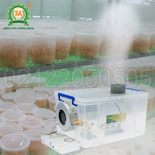 Máy tạo ẩm nhà nấm đông trùng hạ thảo 3A260W