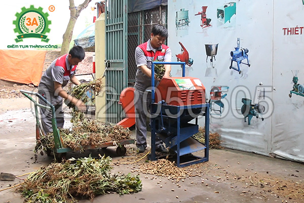 Kỹ thuật viên sử dụng Máy tuốt lạc 3A2,2Kw