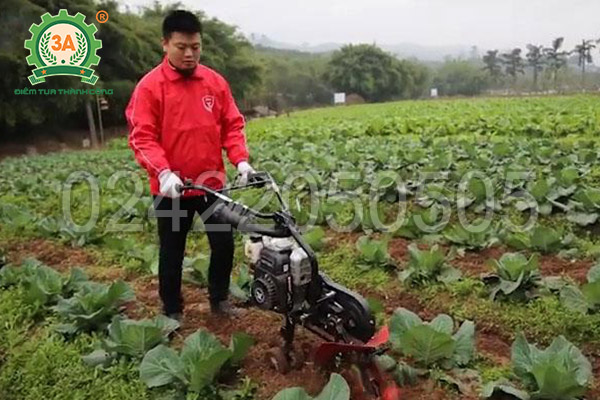 Kỹ thuật trồng nghệ vàng (05)