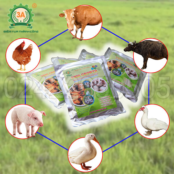 Men ủ thức ăn chăn nuôi 3A