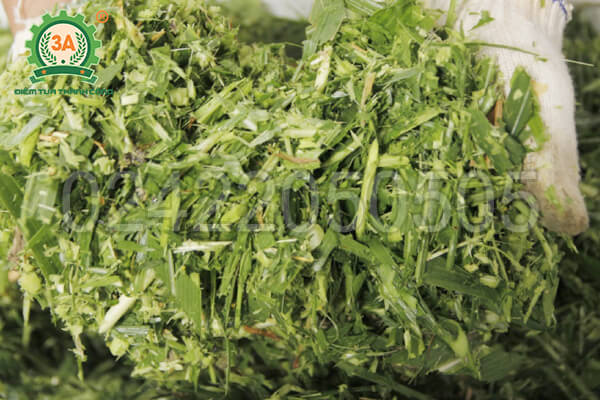 Men vi sinh ủ thức ăn chăn nuôi 3A (10)