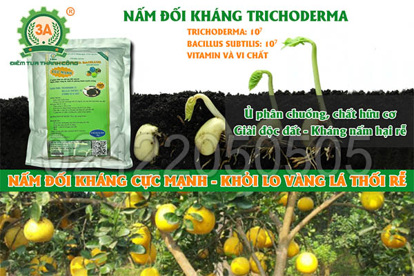 Nấm đối kháng Trichoderma (06)