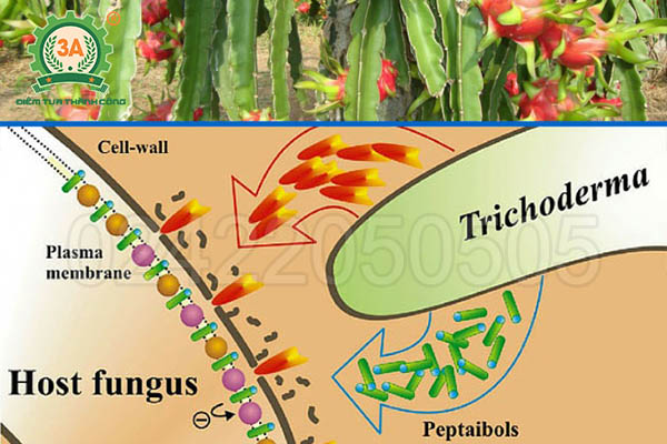 Nấm đối kháng Trichoderma (07)