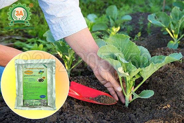 Nấm đối kháng Trichoderma (09)