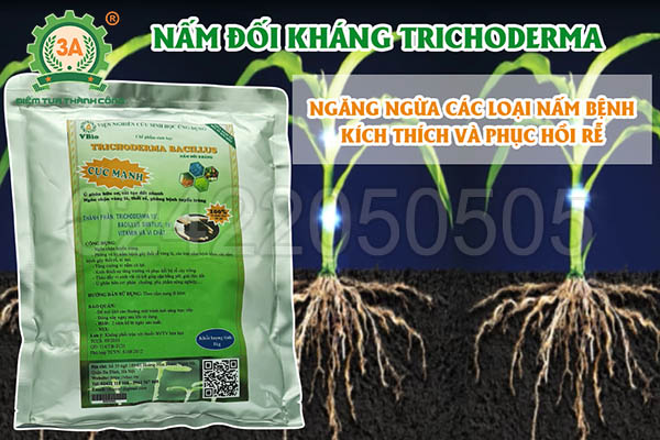Nấm đối kháng Trichoderma (10)