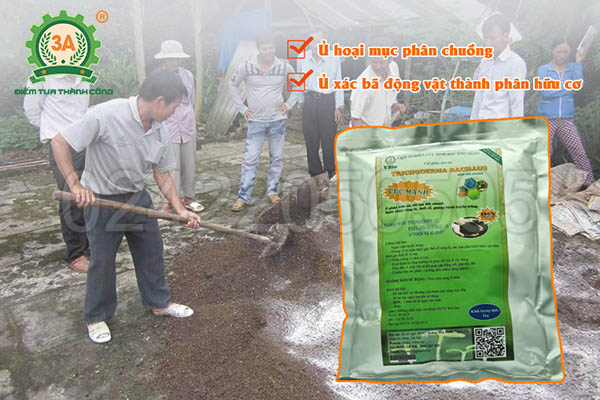 Nấm đối kháng Trichoderma (11)