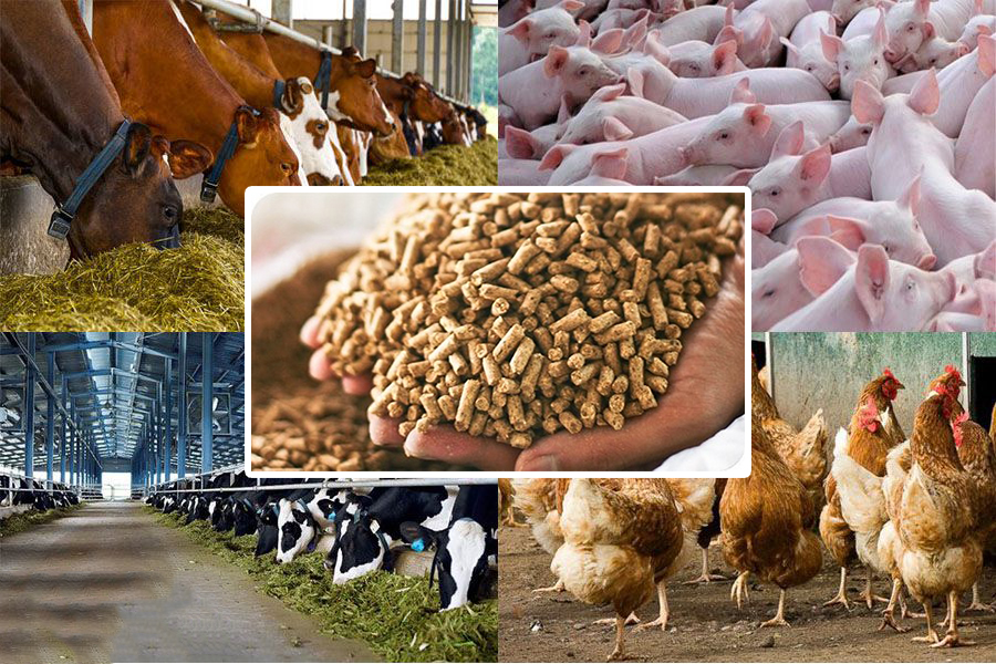 thức ăn cho vật nuôi