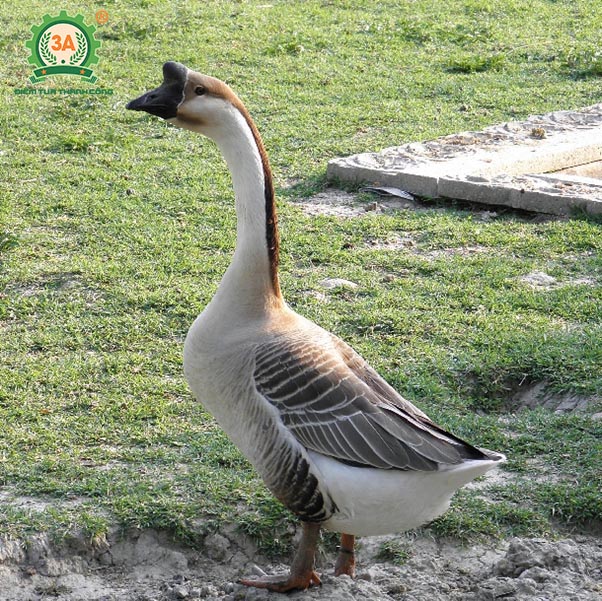 Ngỗng sư tử (02)