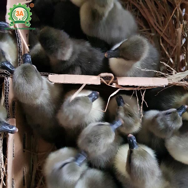 Ngỗng sư tử (03)