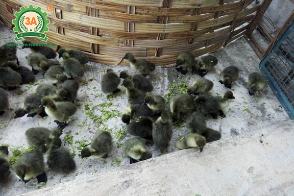 Ngỗng sư tử (04)