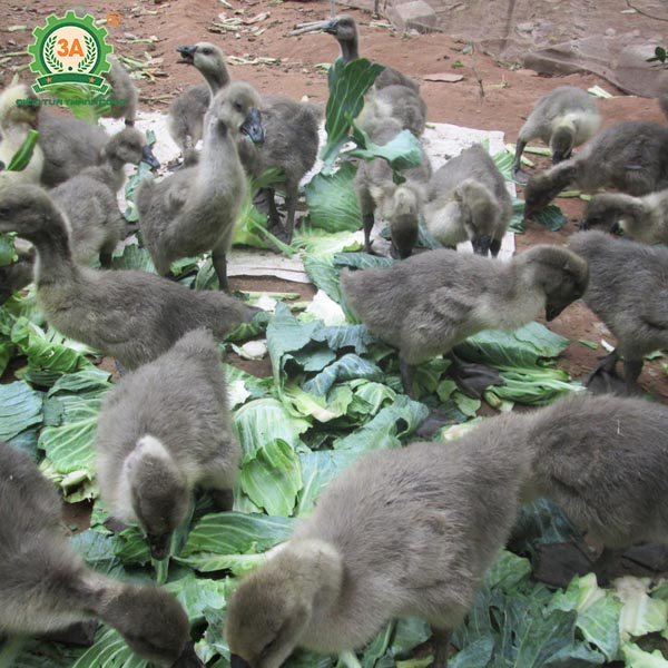 Ngỗng sư tử (05)