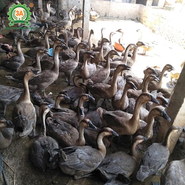 Ngỗng sư tử (06)