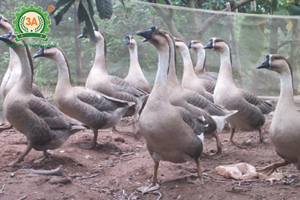 Ngỗng sư tử (07)