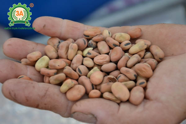 Hạt đậu tằm nuôi cá chép giòn