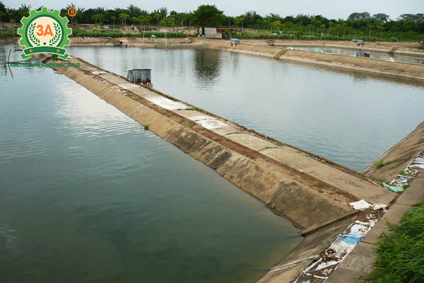 Ao nuôi cá chép giòn