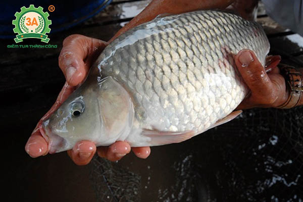 Nuôi cá chép giòn (04)
