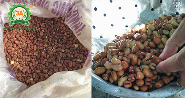 Nuôi cá chép giòn (05)