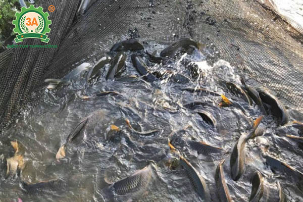 Nuôi cá chép giòn (06)