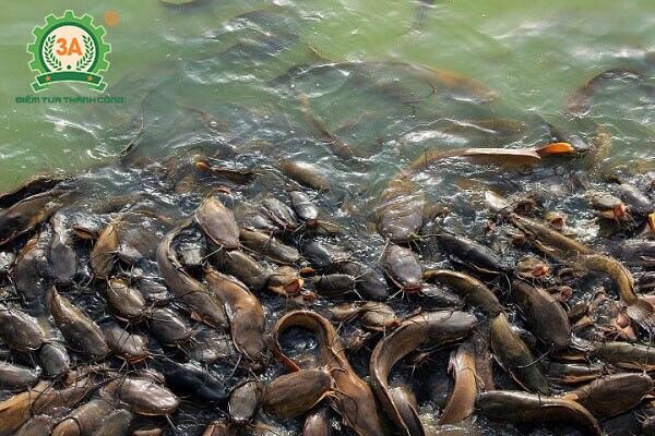 Nuôi cá trong bể xi măng theo công nghệ mới (02)