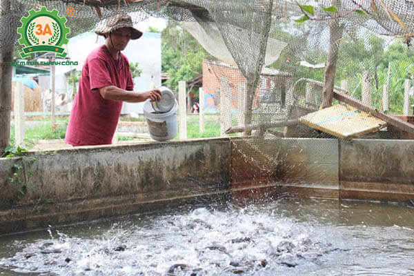 Nuôi cá trong bể xi măng theo công nghệ mới (03)